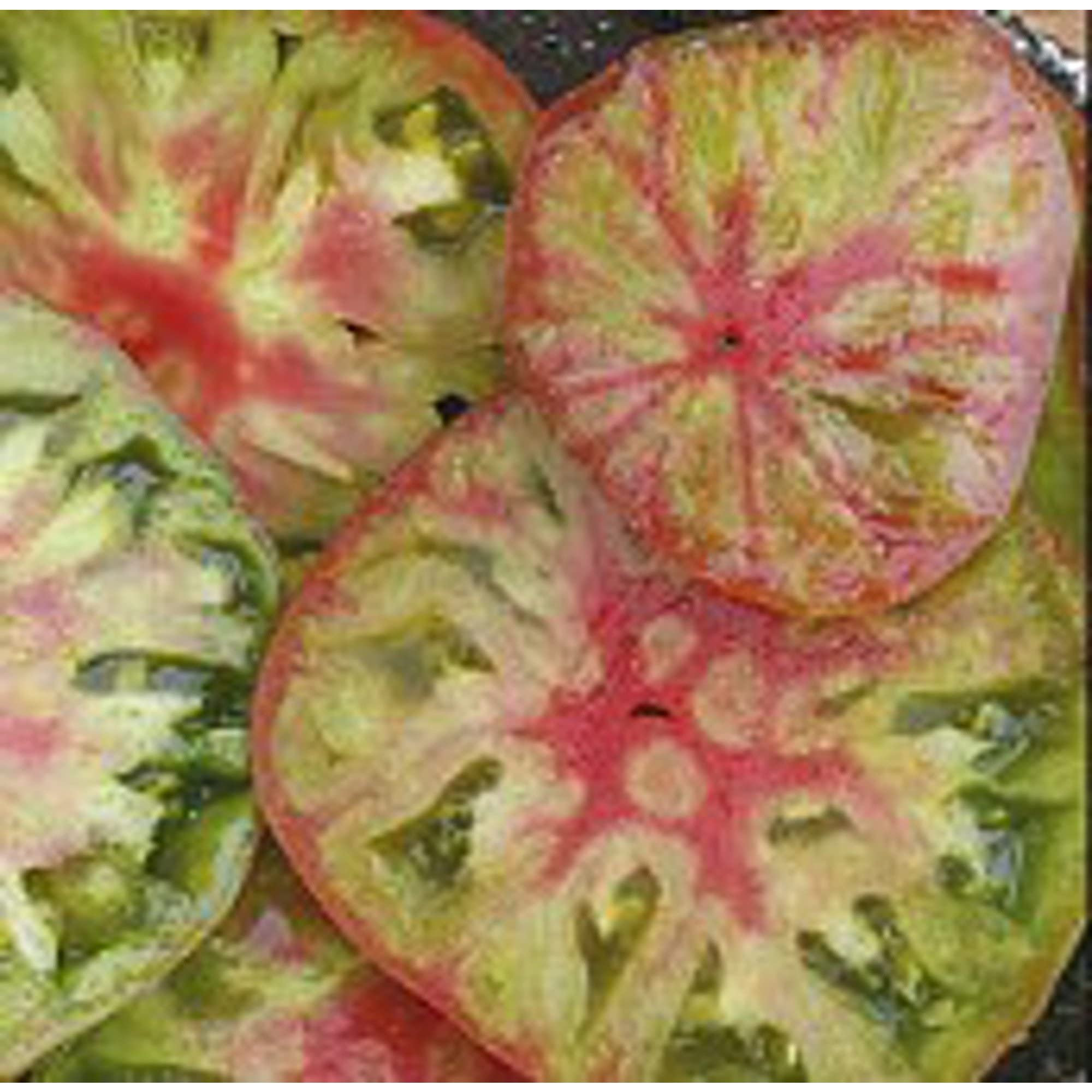 Ananas Noire tomato plant grown from organic seeds with multicolored green, red, and yellow marbled fruits